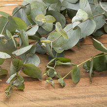 Eucalyptus Essential Oil: .5 fl oz