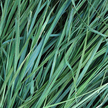 Sweetgrass Oil: .5 fl oz