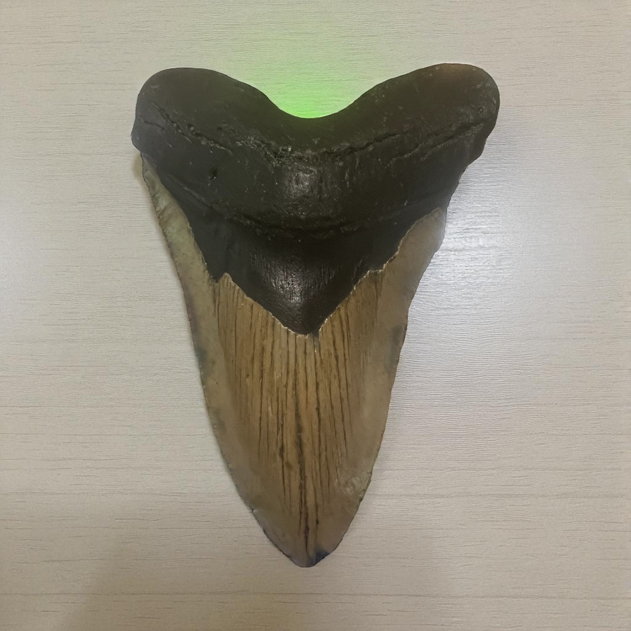 Megaladon Shark Tooth