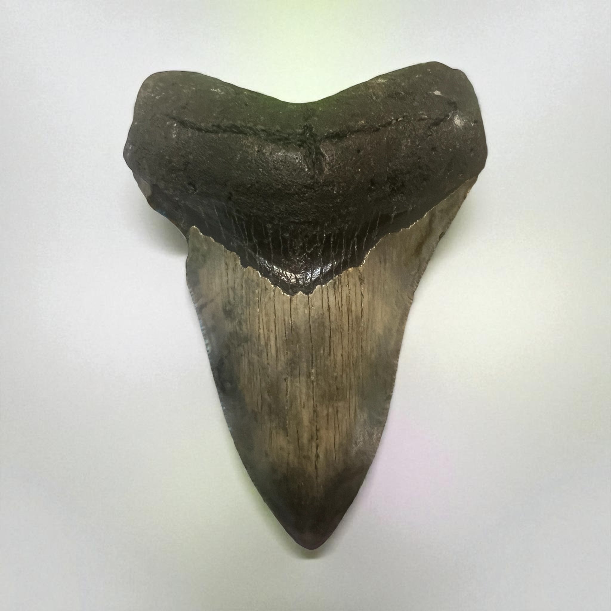 Megaladon Shark Tooth