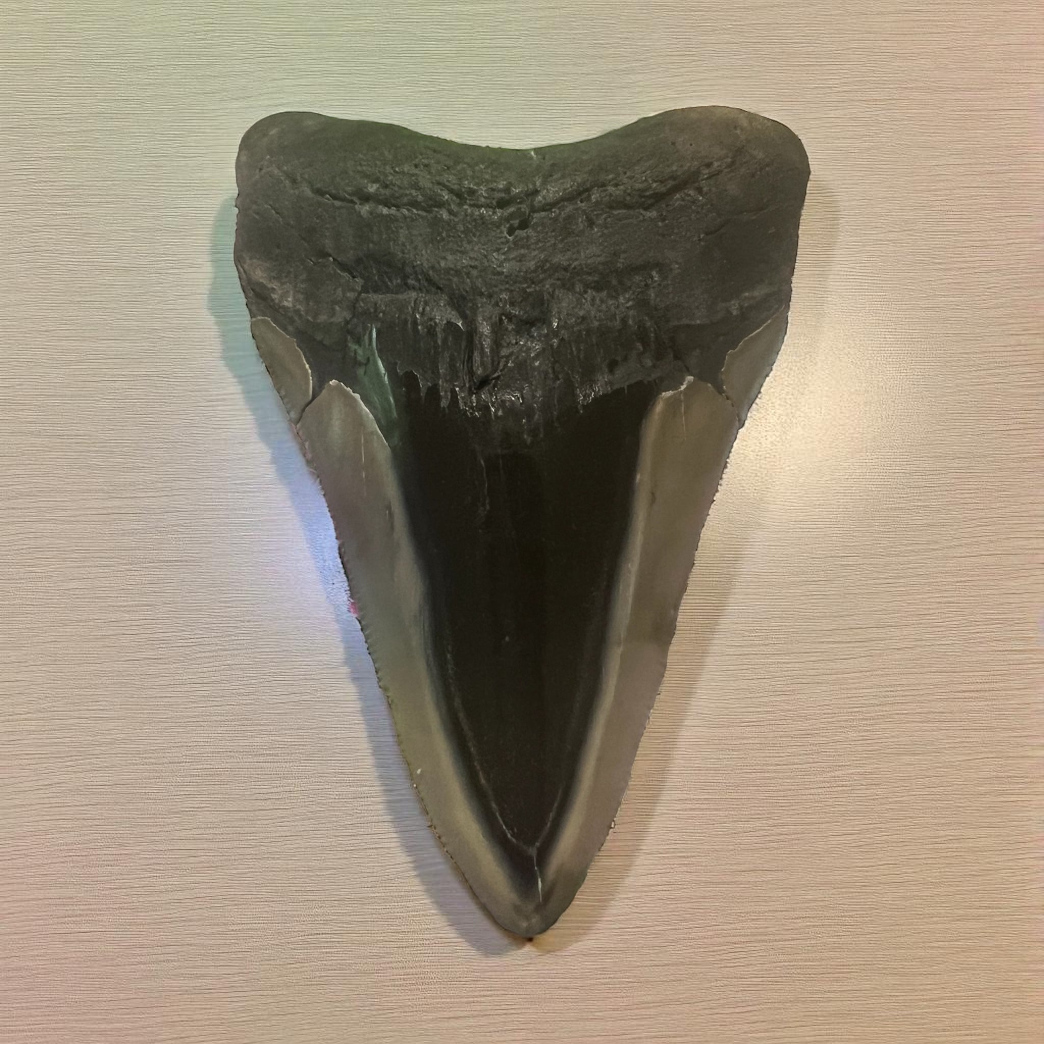 Megaladon Shark Tooth