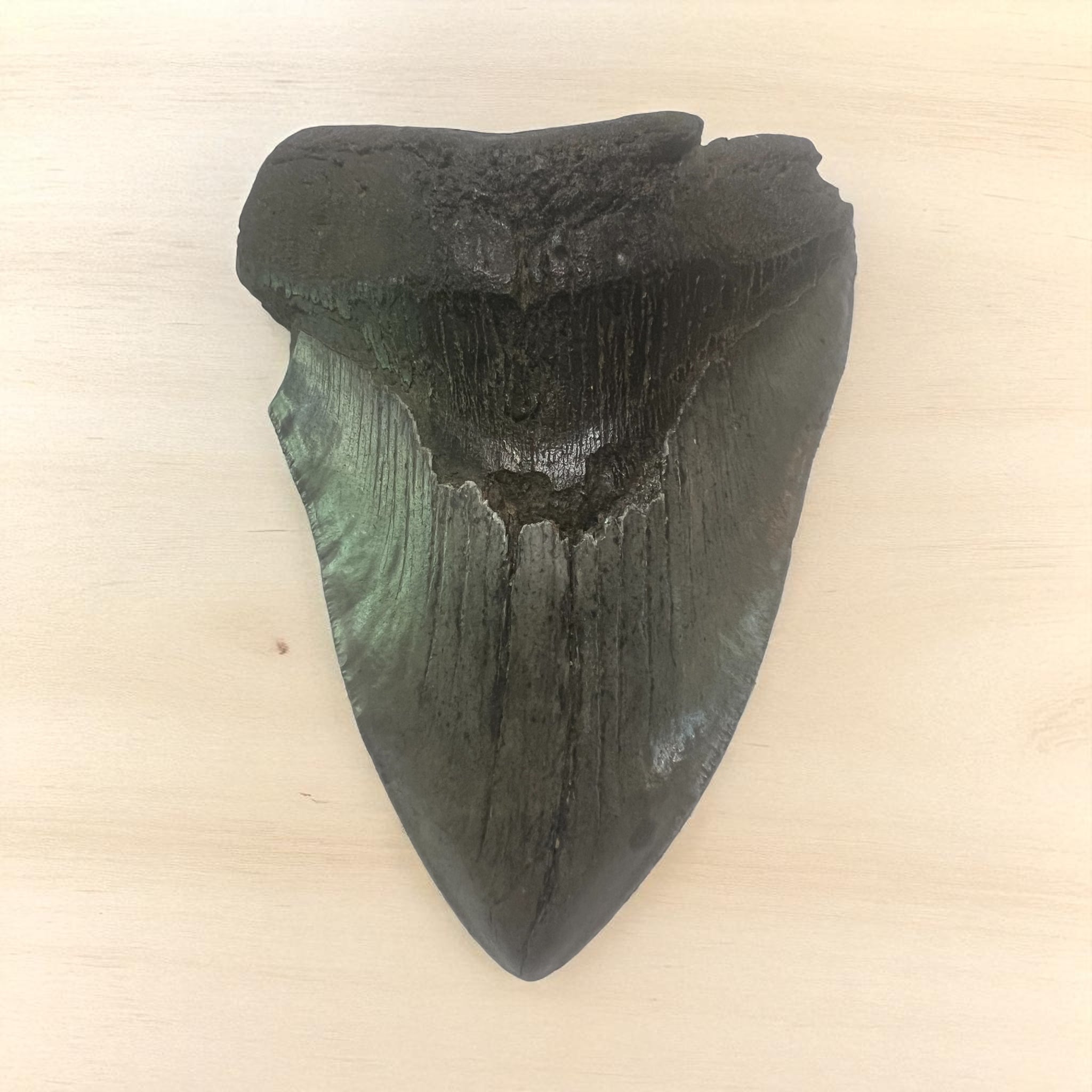 Megaladon Shark Tooth