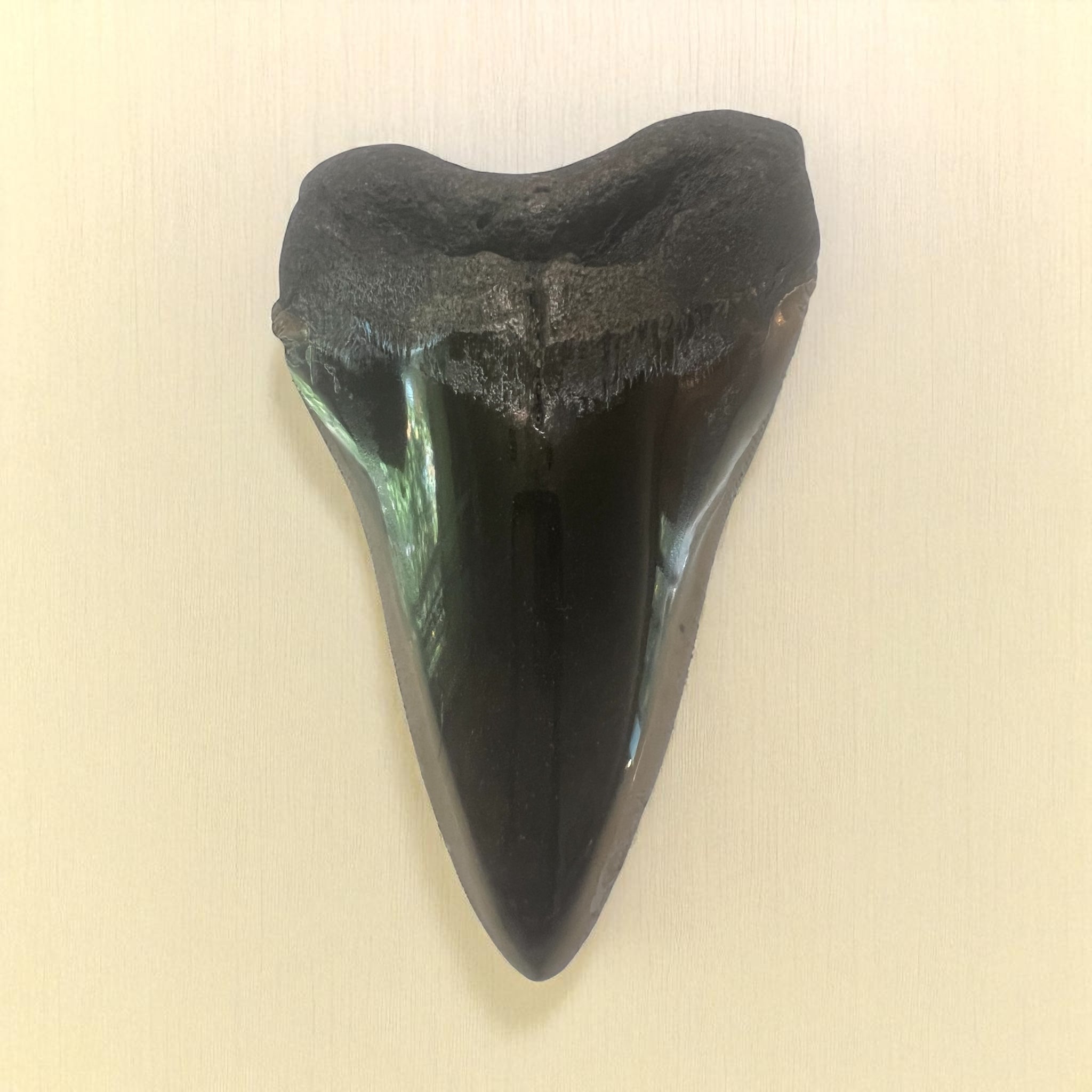 Polished Megaladon Shark Tooth