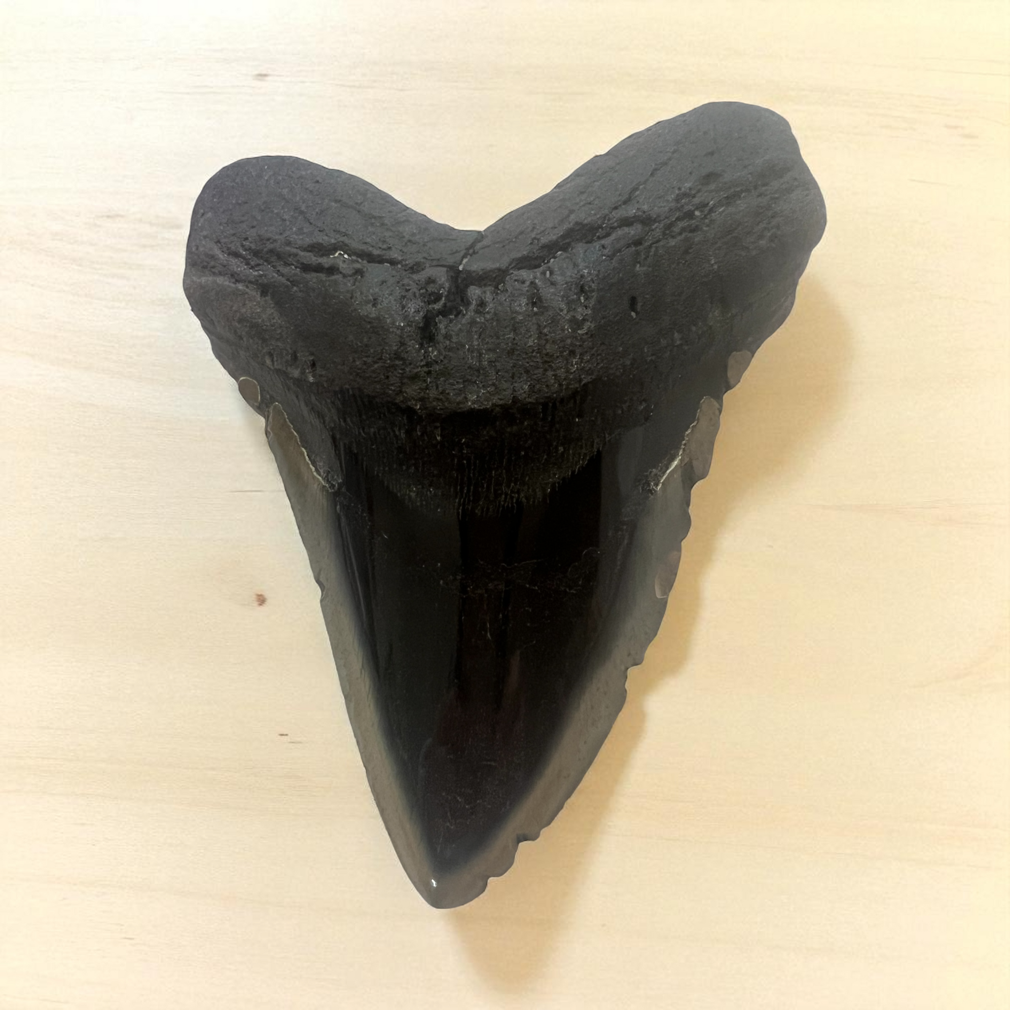 Polished Megaladon Shark Tooth