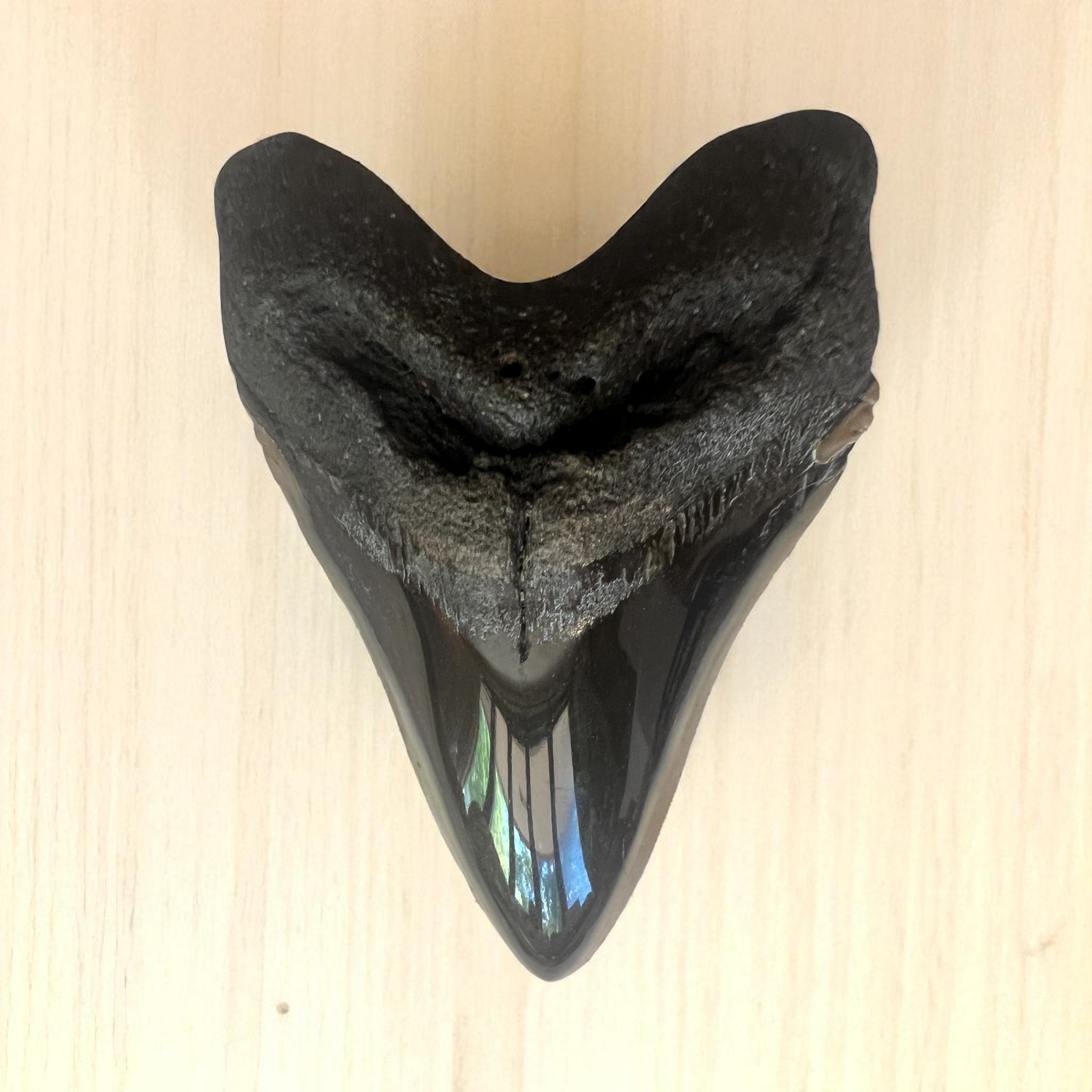 Polished Megaladon Shark Tooth