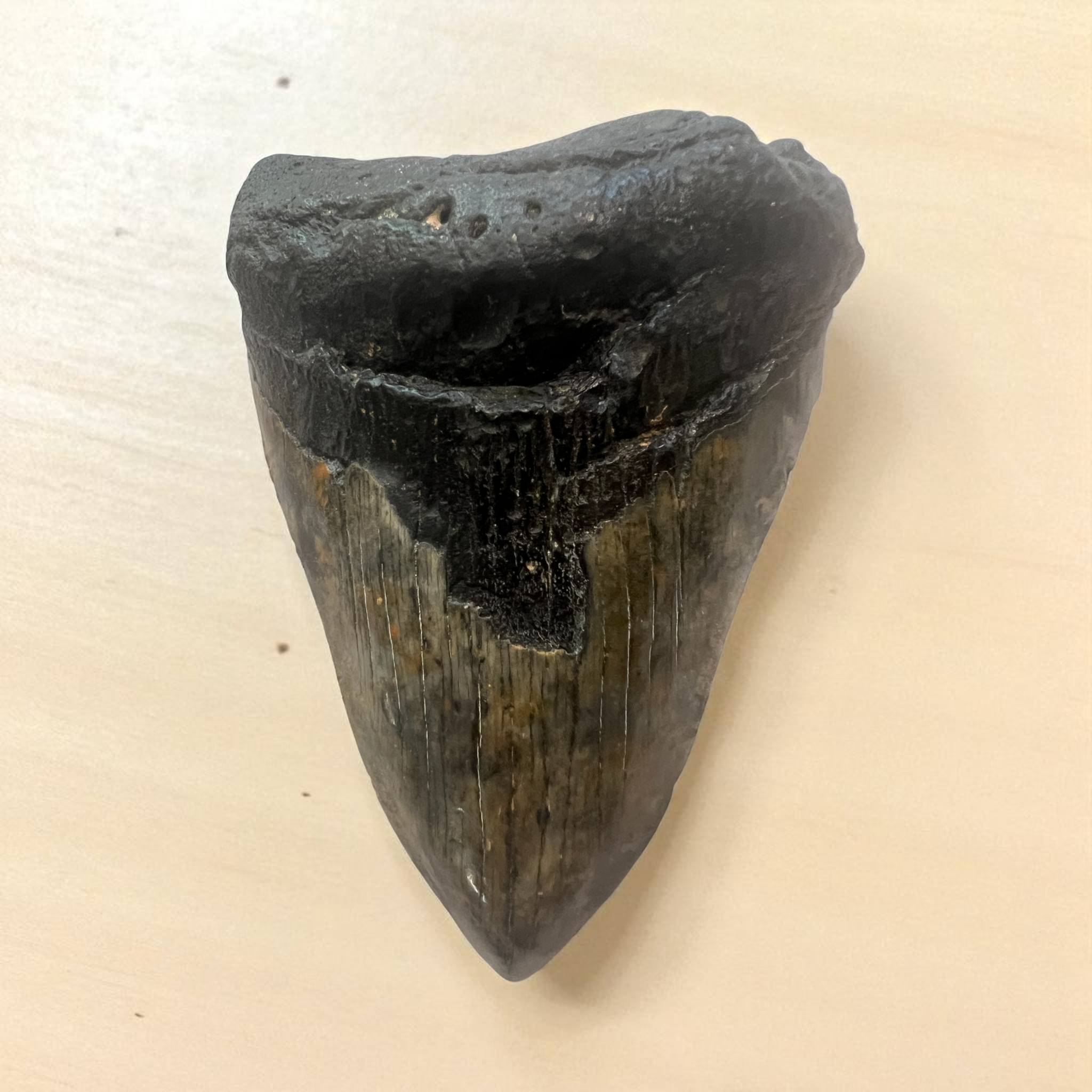 Megaladon Shark Tooth