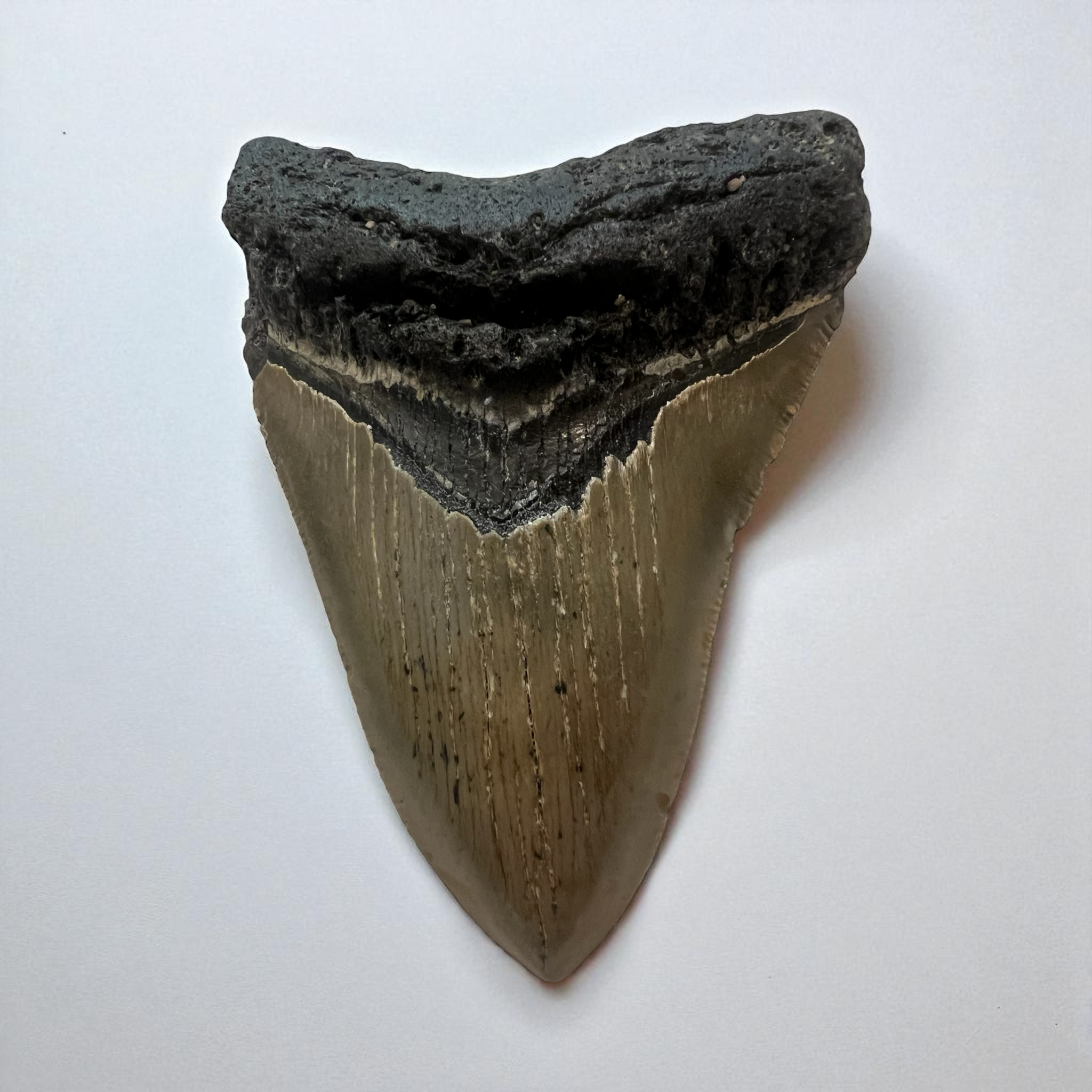 Megaladon Shark Tooth