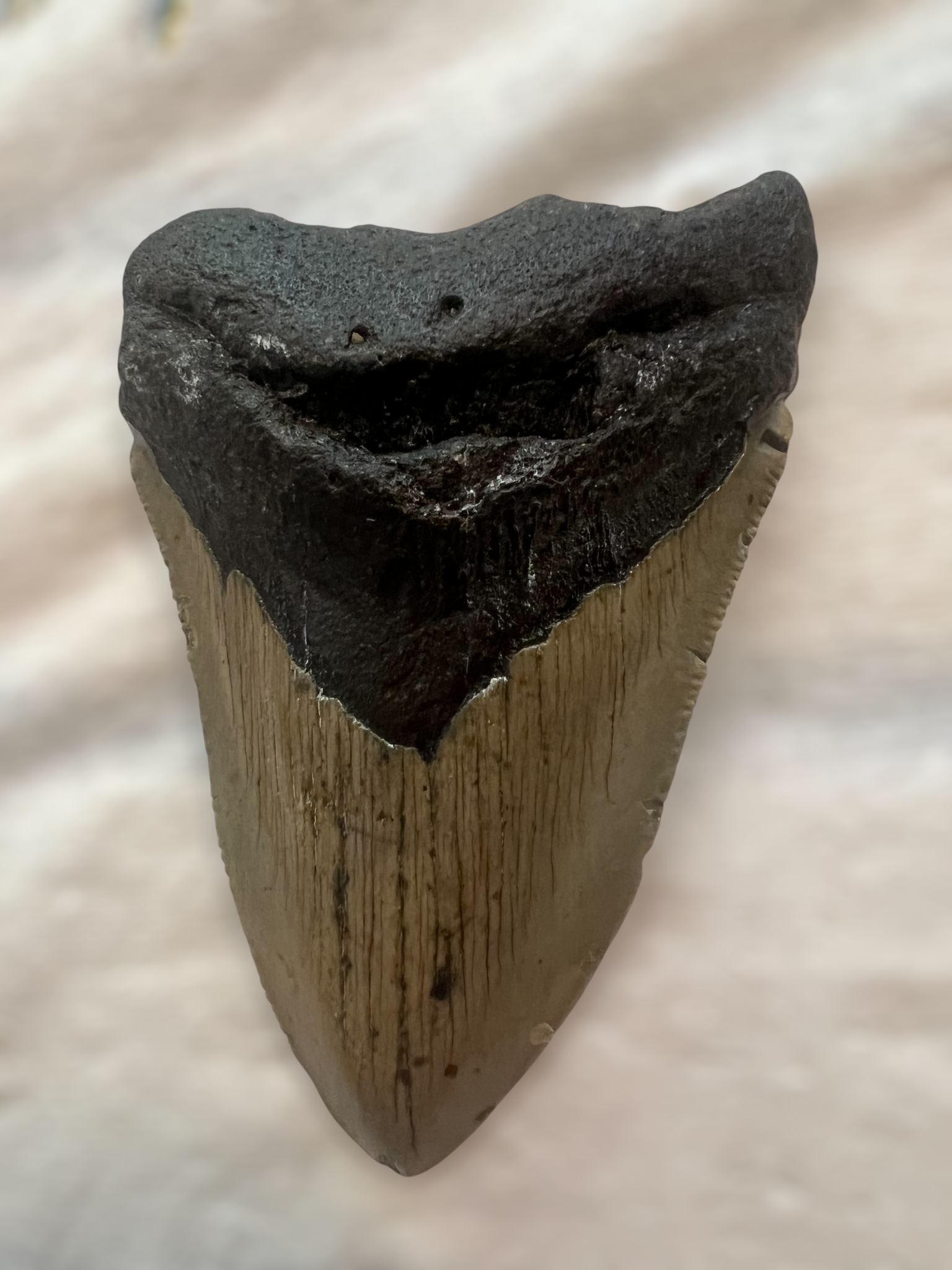 Megaladon Shark Tooth