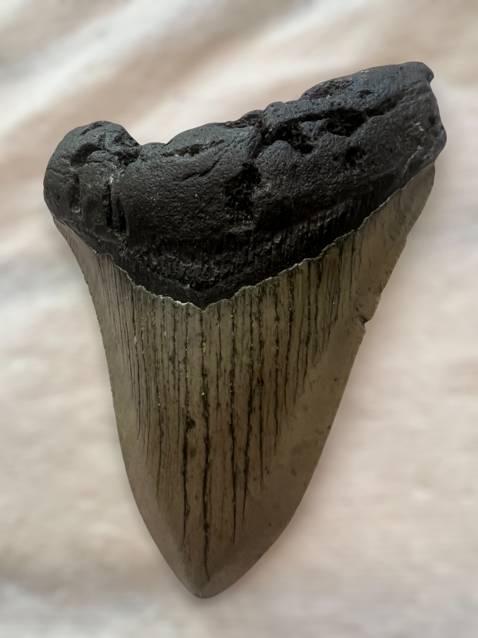 Megaladon Shark Tooth