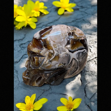 Ammonite Alien Skull