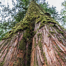Cedarwood Essential Oil: .5 fl oz